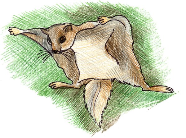 Белка летяга анатомия