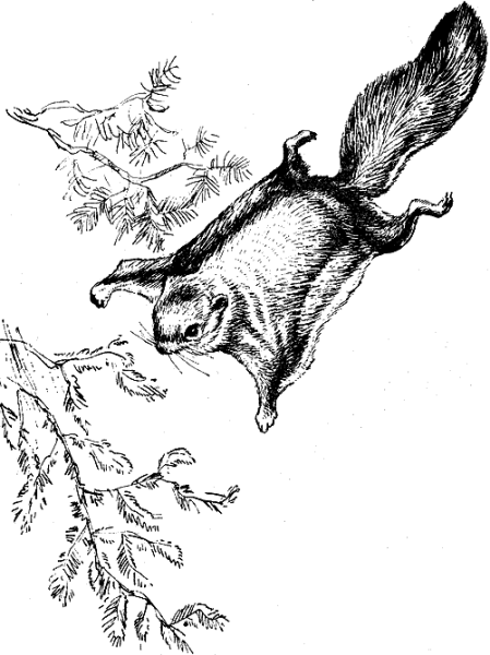 Виталий Бианки белка летяга