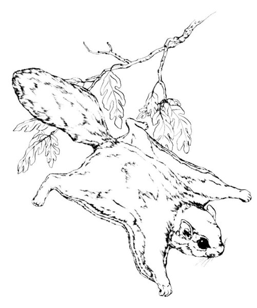 Обыкновенная летяга рисунок