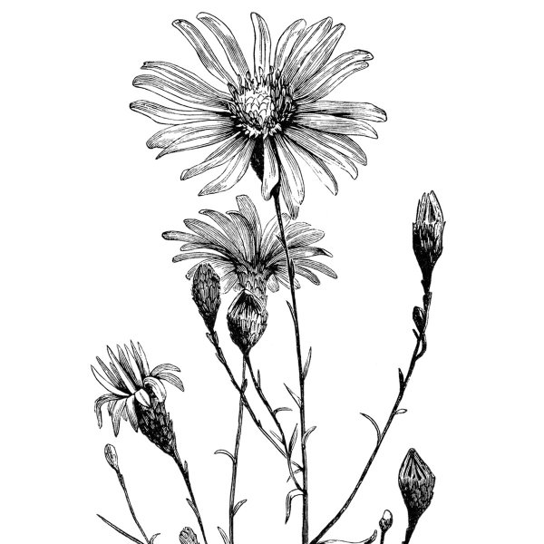 Артишок гравюра