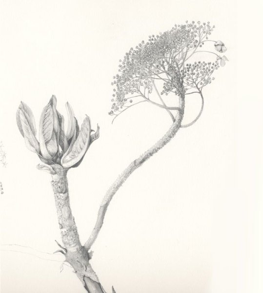 Набросок ботаника растения