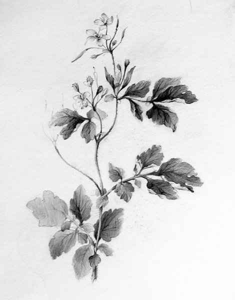 Ботанические зарисовки шиповник