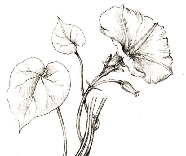 Наброски цветов