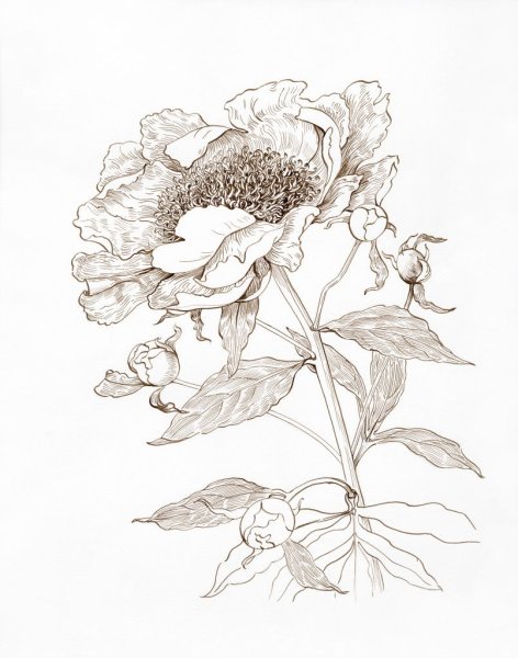 Ромашка Ботаническая зарисовка