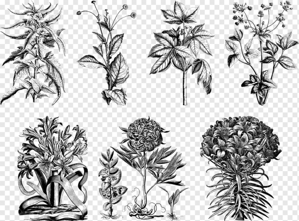 Foeniculum vulgare ботаника