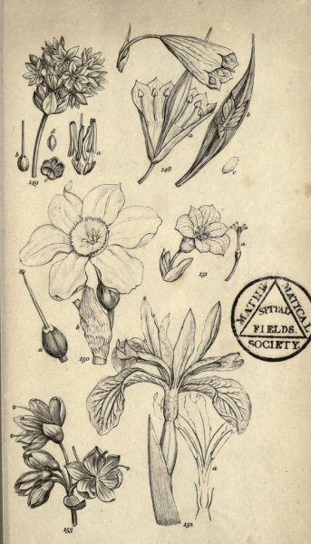 Ботанические Гравюры Клевер