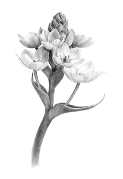 Taraxacum officinale Ботанический рисунок