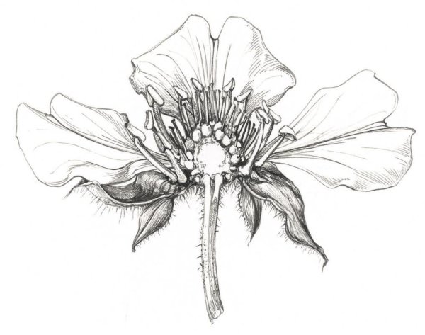 Монохромный рисунок цветы