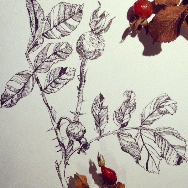 Ботанические Гравюры Polypodióphyta