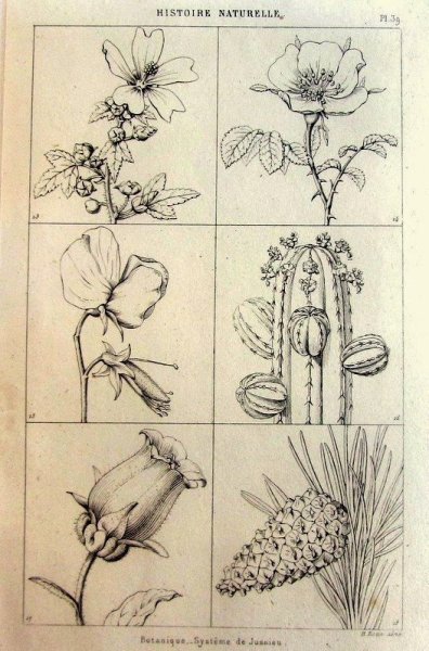 Ботаника карандашом