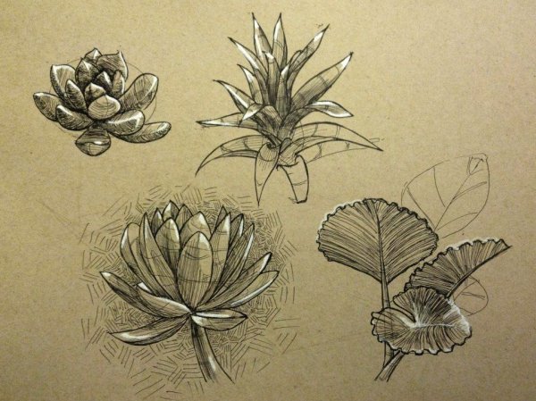 Ботаническая иллюстрация карандашом