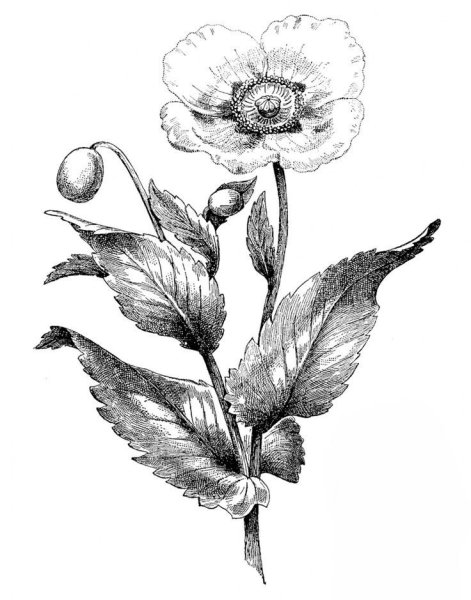 Botanical Art nouveau - anton Seder