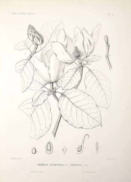 Ботаника карандашом