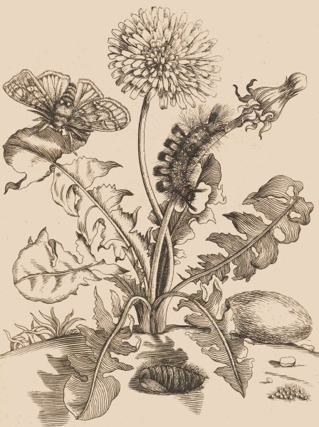 Сара Симблет ботаника для художника