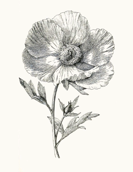 Шиповник стилизация