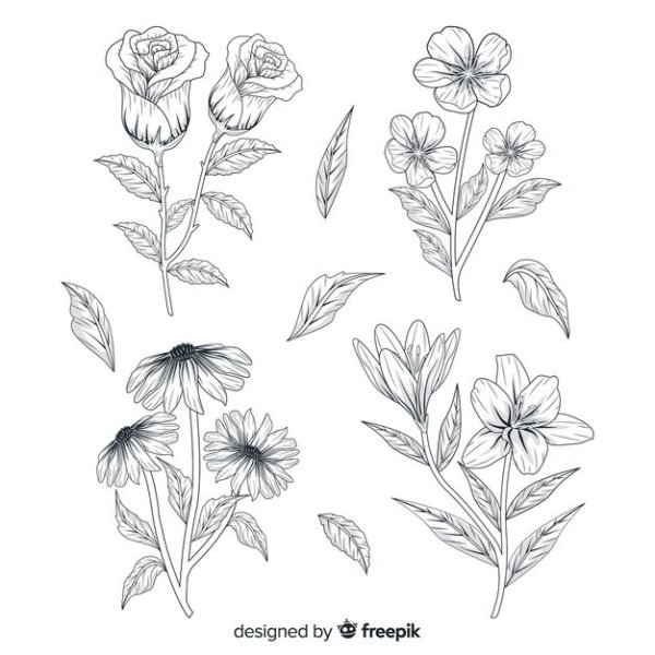 Ботаническая зарисовка цветов и растений