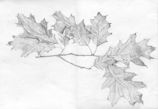 Кленовая ветка Графика