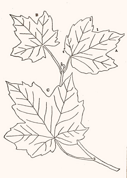 Ветка клена раскраска