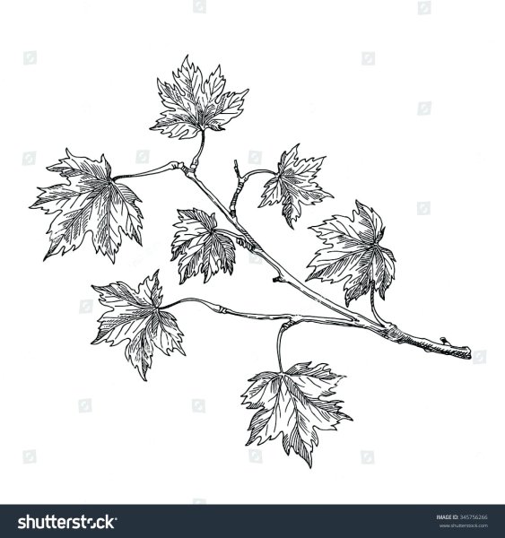 Графика ветки с кленовыми листьями