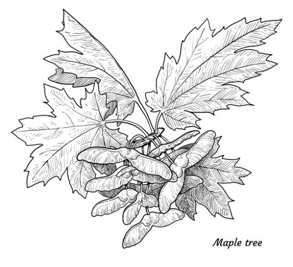 Ветка клена скетч клипарт