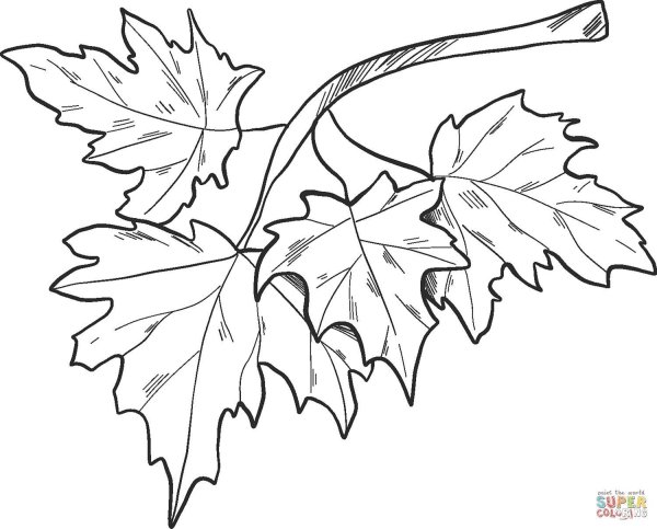 Ветка клена рисунок