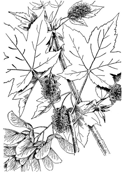 Веточка с кленовыми листочками