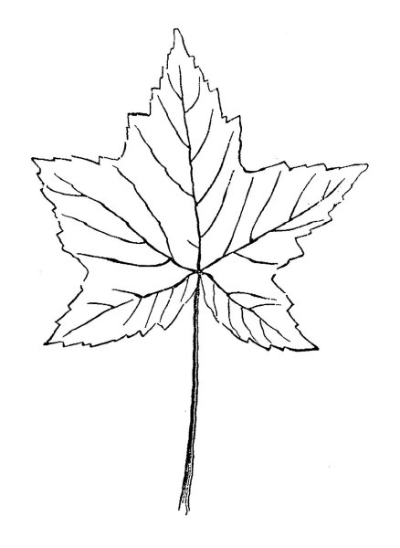 Клен остролистный рисунок