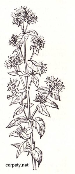 Зверобой карандашом