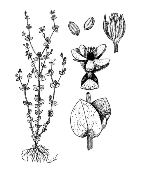 Зверобой продырявленный (Hypericum perforatum)
