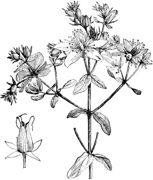 Зверобой растение раскраска