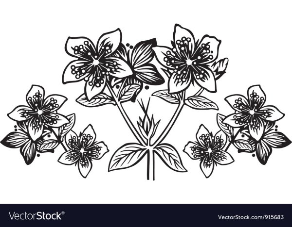 Зверобой продырявленный (Hypericum perforatum)