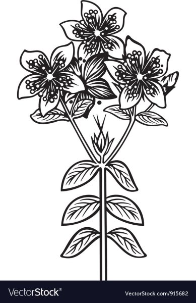 Зверобой продырявленный карандашом