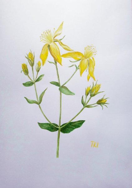 Зверобой продырявленный раскраска