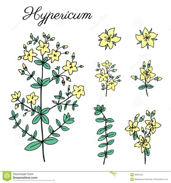 Иван чай раскраска