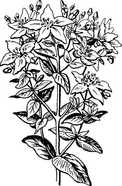 Зверобой скетч