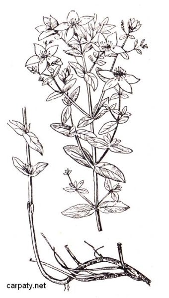 Зверобой продырявленный Ботаническая иллюстрация