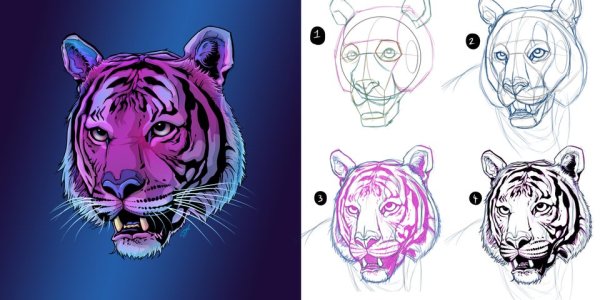 Анатомия морды тигра