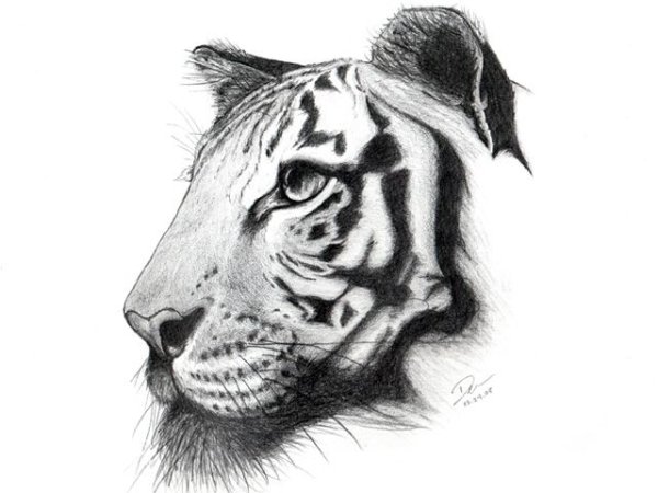 Морда тигра рисунок карандашом