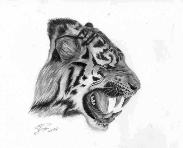 Профиль тигра рисунок