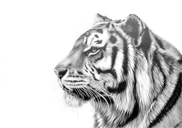 Рисунок тигра сбоку