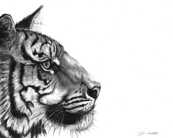 Тигр в графике