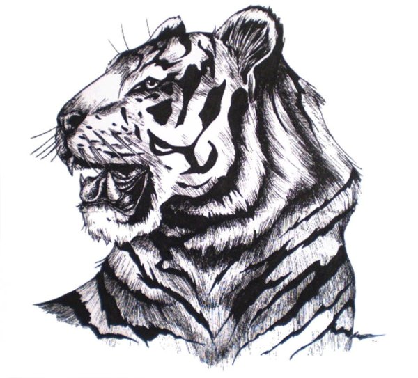 Эскиз тигра