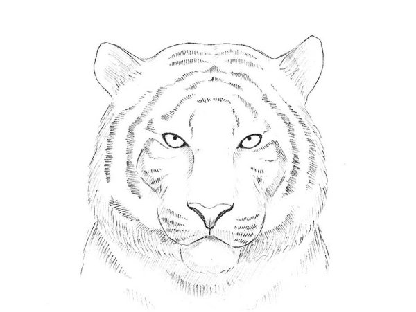 Тигр рисунок карандашом легкий