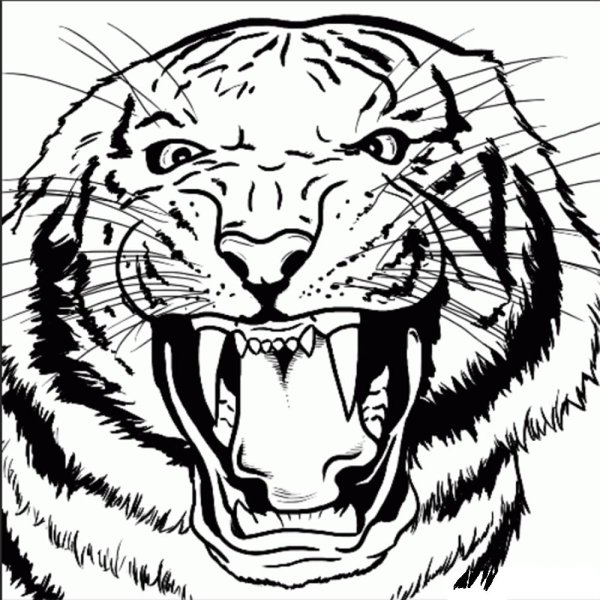 Тигр карандашом