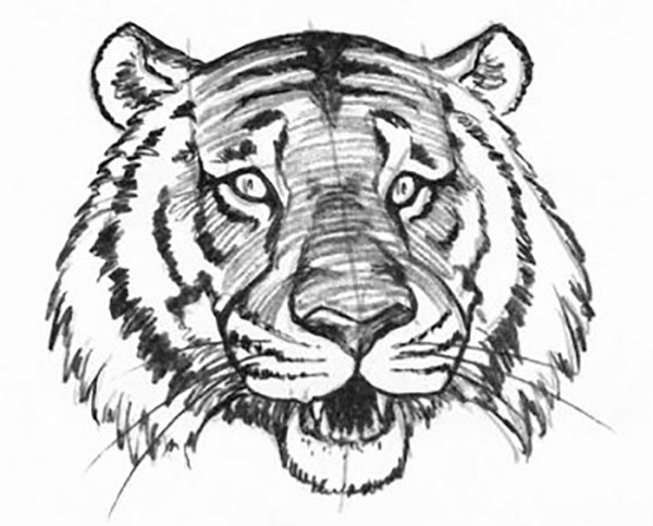 Голова тигра карандашом