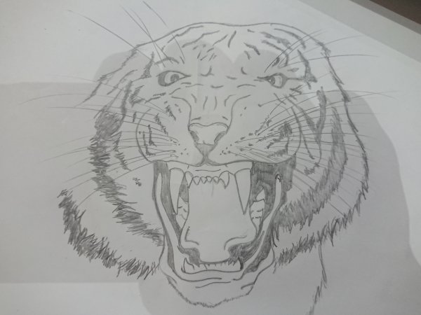 Рисунок тигра