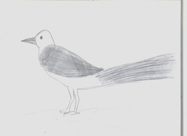 Графика карандашом