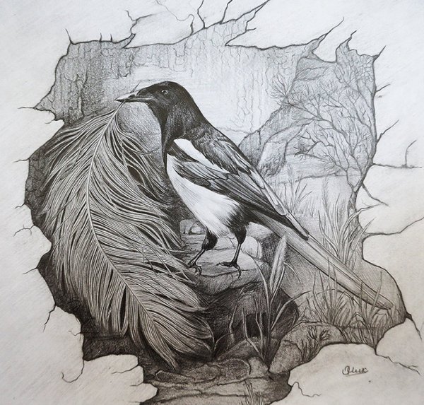 Сорока рисунок