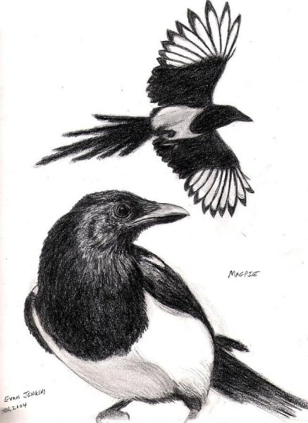 Сорока поэтапное рисование для детей