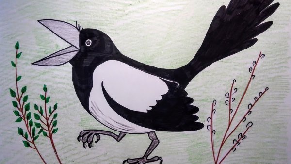 Сорока для раскрашивания детям